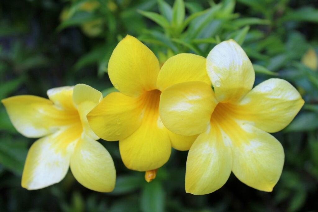 3 pretty yellow flowers in the rain forest in Puerto Rico